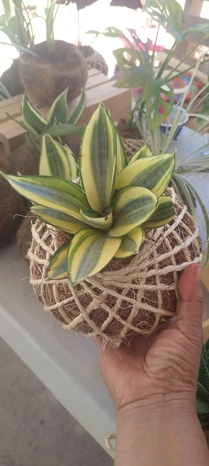 Planta con maceta de coco - Imagen 1