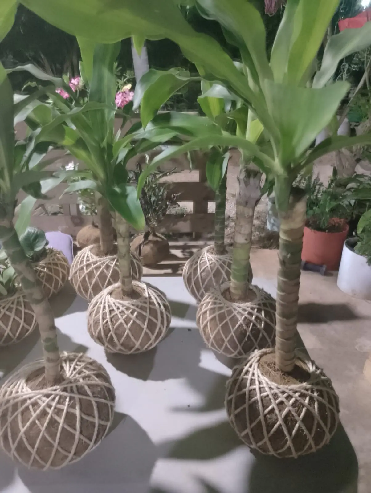 Kokedama alta - Imagen 1