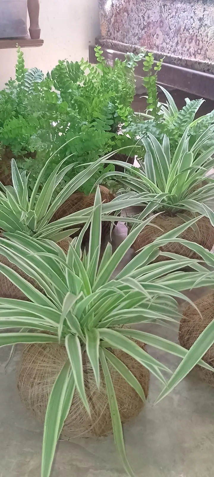 Planta con soskil - Imagen 1