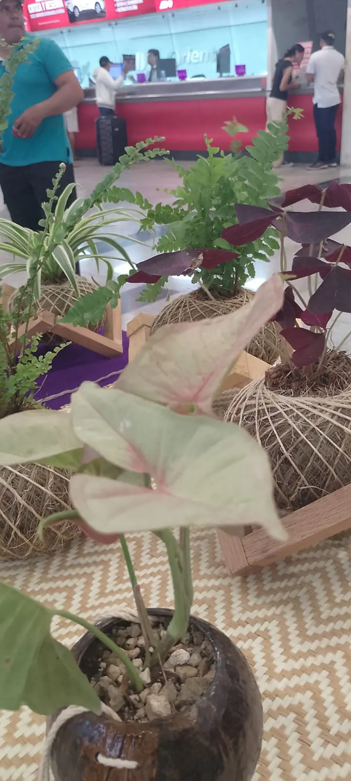 Kokedamas - Imagen 1