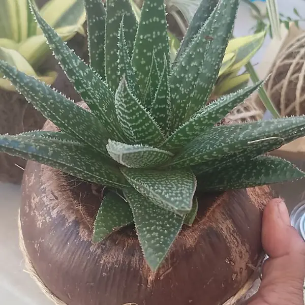 Plantas Angela May